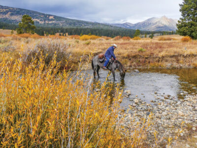 Train a Horse to Cross a Stream Image